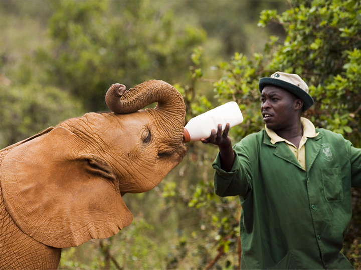 daphne-sheldrick-elephant-orphanage-day-trip daphne-sheldrick-elephant-orphanage-day-trip