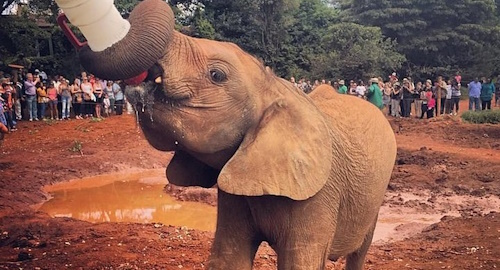 Daphne Sheldrick Elephant Orphanage Day Trip