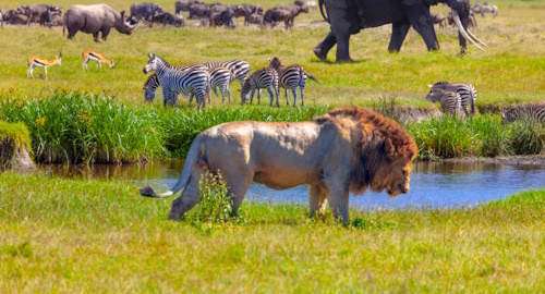 3 Days Serengeti National Park Safari