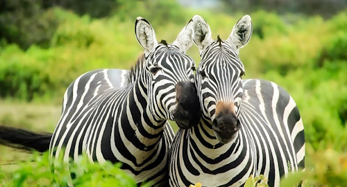 4 Days Masai Mara & Lake Nakuru National Park Safari