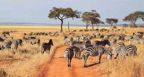 4 Days Tarangire, Ngorongoro Crater & Lake Manyara Safari