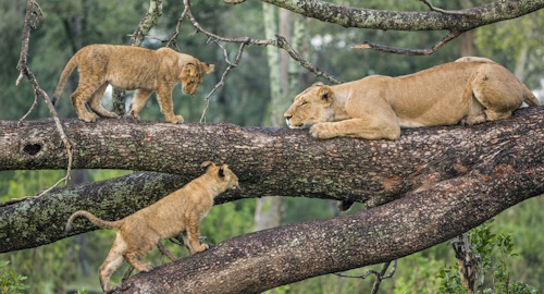 5 Days Lake Manyara, Ngorongoro Crater & Tarangire Safari