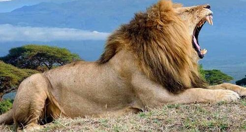 6 Days Amboseli , Aberdares, Lake Nakuru & Masai Mara Safari