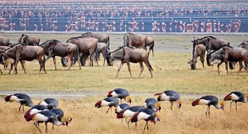7 Days Lake Manyara, Serengeti, Ngorongoro & Tarangire Safari