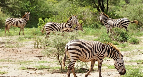 6 Days Best of Tanzania Adventure Safari